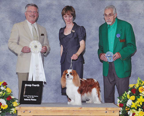 Cavalier King Charles Spaniels - Beckwith Cavaliers - There's Only One